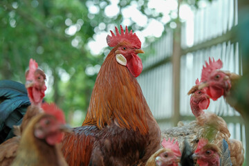 Close-up of a vibrant red rooster amidst a flock of chickens, showcasing its colorful plumage. © sanchopancho