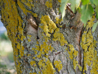 Xanthoria parietina lichen on a tree trunk