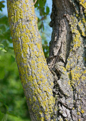 Obraz premium Xanthoria parietina lichen on a tree branch
