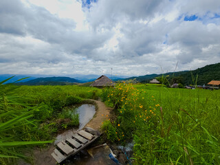 Rice terraces in Mae Chaem, Chiang Mai, Thailand is serene view of green fields fresh air flowing streams and misty skies. Nature's beauty in the winter season invites calm relaxation. photo by phone