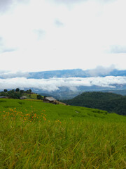 Rice terraces in Mae Chaem, Chiang Mai, Thailand is serene view of green fields fresh air flowing streams and misty skies. Vertical photo Shoot by smart phone