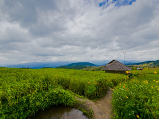 Rice terraces in Mae Chaem, Chiang Mai, Thailand is serene view of green fields fresh air flowing streams and misty skies. Nature's beauty in the winter season invites calm relaxation. photo by phone