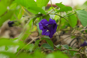 Blue Butterfly Pea Flower Blooming Nature Background