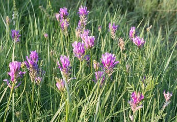 Blooming purple wild flowers in a summer meadow under soft sun rays at sunset. Natural nature background for design