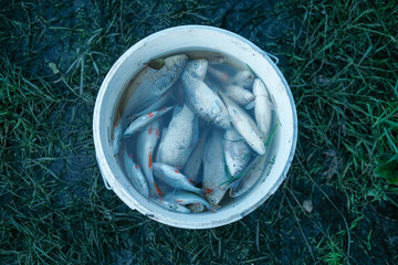 Assortment of freshly caught fish, possibly roach or bream, gathered in a white bucket of water.