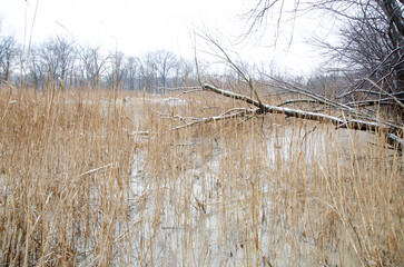 Snowy winter walk in the park