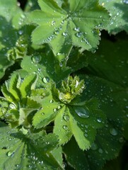 Alchemilla Mollis Green Leaves with Dew in Sunlight