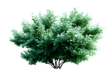 Lush green tree with dense foliage on a transparent background
