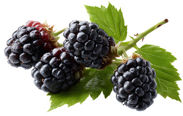 Blackberry fruit on a branch, isolated against a transparent background