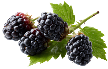 Blackberry fruit on a branch, isolated against a transparent background