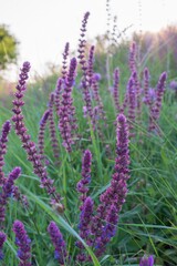 Blooming purple wild flowers in a summer meadow under soft sun rays at sunset. Natural nature background for design