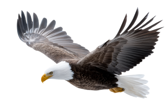 Majestic eagle soaring gracefully against a clear backdrop