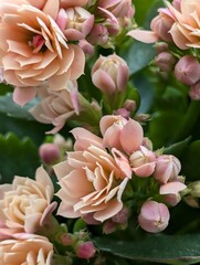 Close-up of Kalanchoe blossoms with soft light