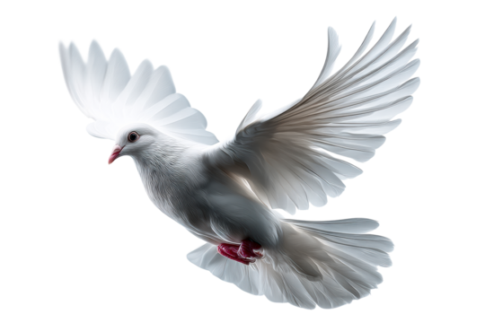 Flying white dove with spread wings against transparent background