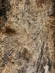 tree bark texture