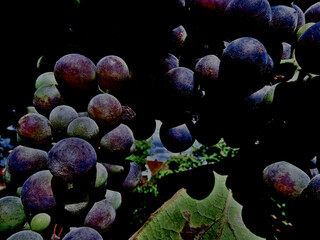 Grapes at Night