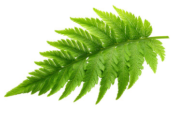 Close-up of a vibrant green fern leaf isolated on a contrasting transparent background