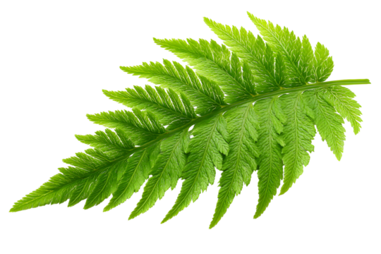 Close-up of a vibrant green fern leaf isolated on a contrasting transparent background