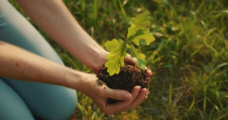 Young woman kneeling in a field holding a healthy oak sapling in her hands with rich dark soil