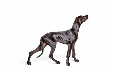 Black Labrador retriever