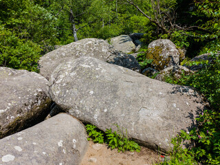Golden Bridges area in Vitosha Mountain, Bulgaria. A striking scene of large mossy boulders stretching through the forest, resembling a stone river shaped by nature’s forces under the summer sun.