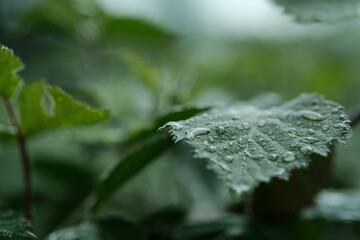 Close-up of a vibrant green leaf covered in shimmering water droplets, with a soft, blurred background.