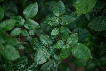Lush cluster of dark green leaves covered in fresh water droplets, creating a vibrant, wet texture.