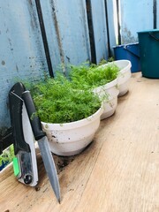 Herbs growing in white pots on wooden table in greenhouse