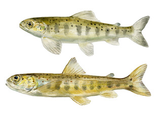 illustration of highly detailed hand drawn trout and salmon isolated