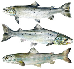illustration of highly detailed hand drawn trout and salmon isolated