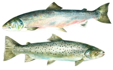 illustration of highly detailed hand drawn trout and salmon isolated