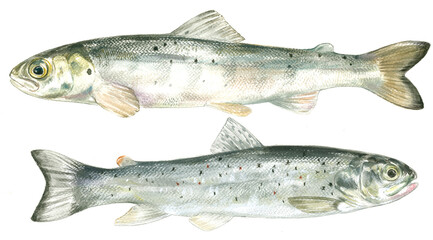 illustration of highly detailed hand drawn trout and salmon isolated