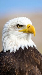Obraz premium Mirada Penetrante: Primer Plano del Águila, Generated image
