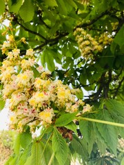 Blooming flowers of Ukrainian chestnut tree in springtime