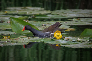 An adult Common Moorhen swims in the water among yellow water lilies and green floating leaves on a sunny summer day.