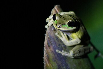 Masked tree frog close-up in natural habitat