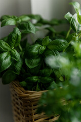 Fresh Basil Leaves Wicker Basket Indoors
