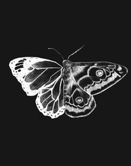 Half butterfly, half moth – white insect on dark background