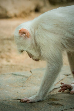 a kind of albino white monkey that is rarely