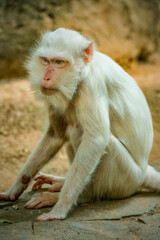 a kind of albino white monkey that is rarely