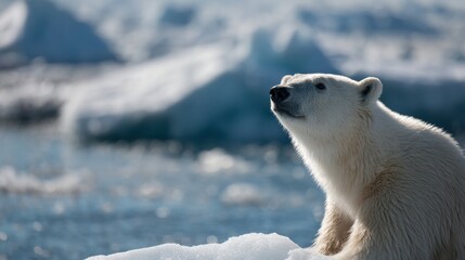 Polar bear gazes into distance, surrounded by icy landscapes and shimmering waters. majestic creature embodies beauty and fragility of its Arctic habitat, evoking sense of wonder