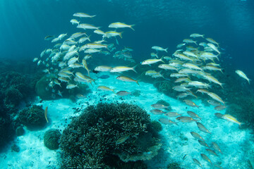 Goatfish hover above a healthy coral reef in Wakatobi National Park, Indonesia. This remote area is a popular destination for scuba diving and snorkeling due to its incredible marine biodiversity.