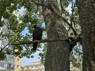 Lodz, Poland, June 19th. A bird on a tree branch in the park.