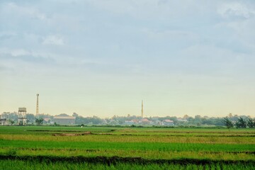 Scenic view of vibrant green rice fields in a rural area, showcasing nature's beauty and agricultural life under a calm, clear sky.