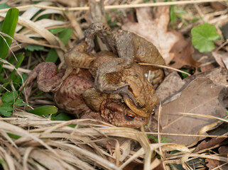 Mating common toads