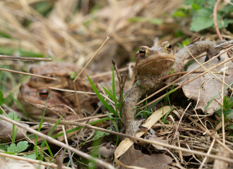 Mating common toads