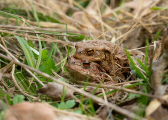 Mating common toads