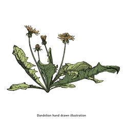Hand Drawn Dandelion Botanical Illustration – Vintage Engraving Style