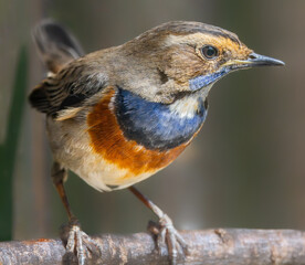 Close-up view of a male Bluethroat (Luscinia svecica)