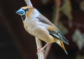 Close-up view of a male Hawfinch (Coccothraustes coccothraustes)